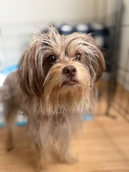 Yorkshire Terrier Dogs Available for Adoption in West Hollywood, California - Jessica | PetCurious