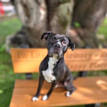 0734-D26 -  Mixed Breed Dog for Adoption in Port Charlotte, Florida - 0734-D26 | PetCurious