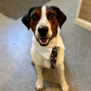 Coonhound and Beagle Dogs Available for Adoption in Metamora, Michigan - Salvatore | PetCurious