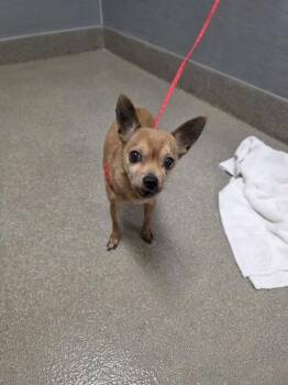 STHEVEN -  Chihuahua Dog for Adoption in Las Vegas, Nevada - STHEVEN | PetCurious