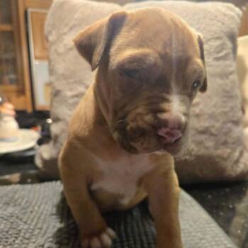 Labrador Retriever and Pit Bull Terrier Dogs Available for Adoption - Peppermint | PetCurious