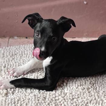 Maureen -  Labrador Retriever Dog for Adoption in Carmel Hamlet, New York - Maureen | PetCurious