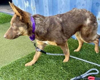 Australian Cattle Dog Blue Heeler Dogs Available for Adoption in Novato, California - Churro | PetCurious