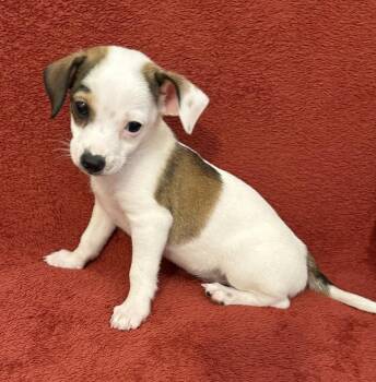 Chip -  Chihuahua and Dachshund Dog for Adoption in Tulsa, Oklahoma - Chip | PetCurious