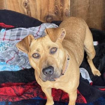 Enzo -  American Staffordshire Terrier Dog for Adoption in Half Moon Bay, California - Enzo | PetCurious