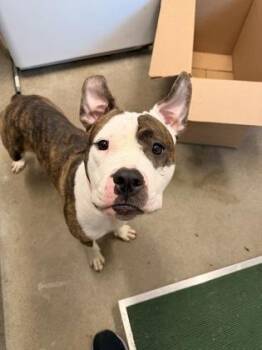 Verity -  Pit Bull Terrier Dog for Adoption in Cleveland, Ohio - Verity | PetCurious