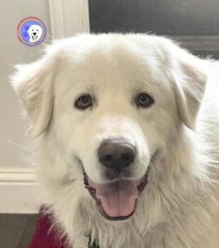 Great Pyrenees Dogs Available for Adoption in Spring, Texas - Madison | PetCurious