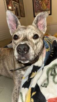 Gravy -  Mixed Breed Dog Available for Adoption in Baton Rouge, Louisiana - Gravy | PetCurious