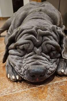 Neapolitan Mastiff Dogs Available for Adoption in Mesa, Arizona - Patagonia (Patty) | PetCurious
