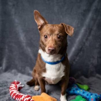 Chihuahua and Mixed Breed Dogs Available for Adoption in Allentown, Pennsylvania - Copper | PetCurious