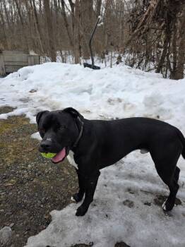 Labrador Retriever and American Bulldog Dogs Available for Adoption - Winston (formerly Liam) | PetCurious