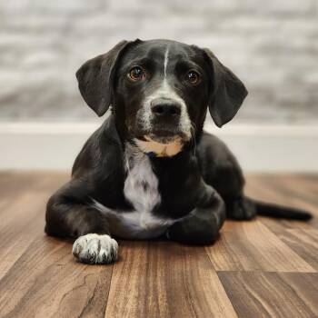Noah -  Terrier Dog for Adoption in Montgomery, Alabama - Noah | PetCurious