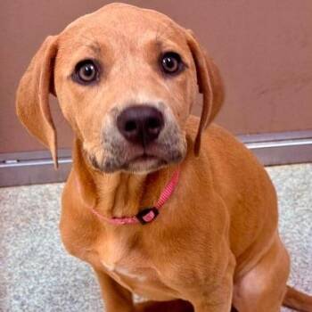 The Honorable Judge Linda -  Hound and Mixed Breed Dog for Adoption in North Charleston, South Carolina - The Honorable Judge Linda | PetCurious