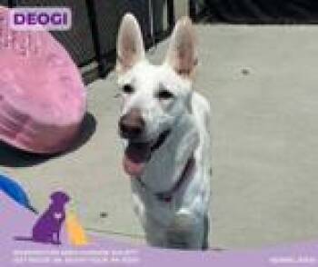Rescue German Shepherd Dog Dogs for Adoption in Eighty Four, Pennsylvania - Deogi | PetCurious