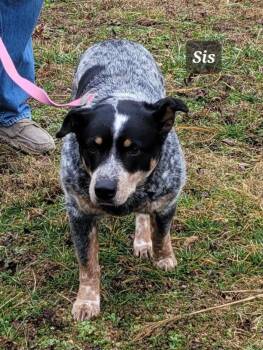 Australian Cattle Dog Blue Heeler Dogs Available for Adoption - Sis | PetCurious