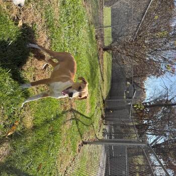 Rescue Coonhound Dogs for Adoption - Sonny | PetCurious