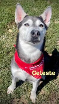 Rescue Husky and Pit Bull Terrier Dogs for Adoption in Augusta, West Virginia - Celeste | PetCurious