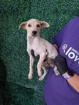 61522333 -  Mixed Breed Dog for Adoption in El Paso, Texas - 61522333 | PetCurious