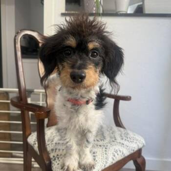 Poodle Dogs Available for Adoption - Mia --doodle Mix  -available For Adoption  | PetCurious