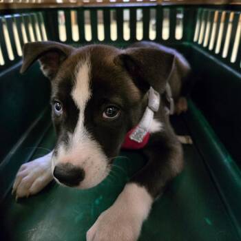 Maslyn -  Husky Dog for Adoption in Birmingham, Alabama - Maslyn | PetCurious