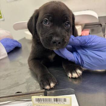 Duke -  Mixed Breed Dog for Adoption in Springboro, Ohio - Duke | PetCurious