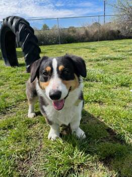 Cardigan Welsh Corgi Dogs Available for Adoption in Kennewick, Washington - Walter | PetCurious