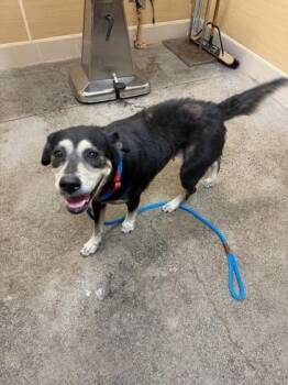 Lil Mama Jama -  Hound and Mixed Breed Dog for Adoption in Honolulu, Hawaii - Lil Mama Jama | PetCurious