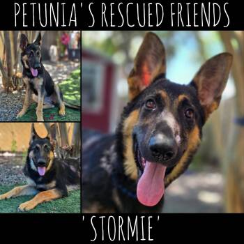 Rescue German Shepherd Dog Dogs for Adoption in Castroville, Texas - STORMIE | PetCurious