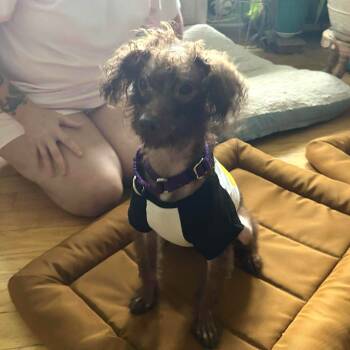 Rescue Poodle Dogs for Adoption in South Elgin, Illinois - Friar | PetCurious