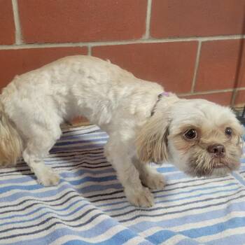 (Found) Brad -  Shih Tzu and Mixed Breed Dog for Adoption in Cabot, Arkansas - (Found) Brad | PetCurious