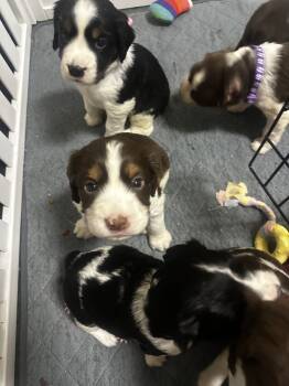 Orange  -  English Springer Spaniel Dog for Sale in Hampstead, North Carolina - Orange  | PetCurious