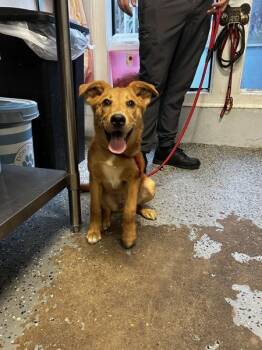 Nala -  Mixed Breed Dog for Adoption in Mobile, Alabama - Nala | PetCurious