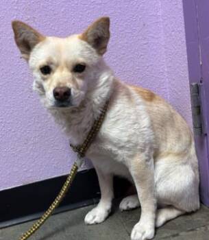 Mixed Breed Dogs Available for Adoption in El Paso, Texas - Kitsu | PetCurious