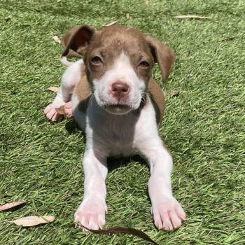 Terrier Dogs Available for Adoption in Escondido, California - Mitchell | PetCurious