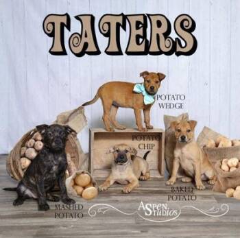 Potato Chip -  Mixed Breed Dog for Adoption in Hobart, Indiana - Potato Chip | PetCurious