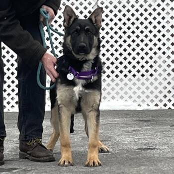German Shepherd Dog Dogs Available for Adoption - Louise (26-059) | PetCurious