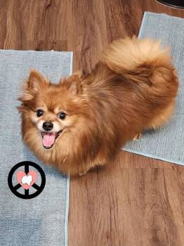 T Bear -  Pomeranian Dog for Adoption in Lebanon, Pennsylvania - T Bear | PetCurious