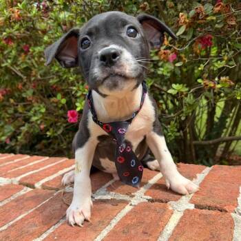 Finn -  Mixed Breed Dog for Adoption in Brownsboro, Alabama - Finn | PetCurious