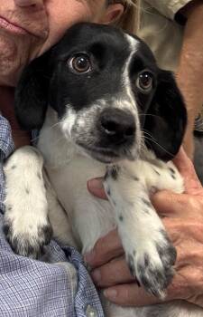 Hound Dogs Available for Adoption in Rustburg, Virginia - Angel - At Shelter | PetCurious