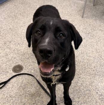 Meatball -  Labrador Retriever and Mastiff Dog for Adoption in Golden, Colorado - Meatball | PetCurious