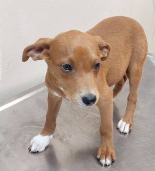 Terrier Dogs Available for Adoption in Mocksville, North Carolina - Border Collie Puppy 1(Helly) | PetCurious