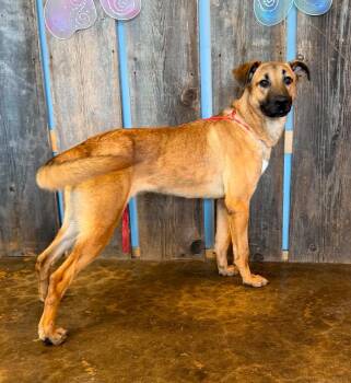 DRACO 425 -  Mixed Breed Dog for Adoption in New Berlin, Wisconsin - DRACO 425 | PetCurious