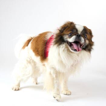 Pekingese and Japanese Chin Dogs Available for Adoption in San Francisco, California - Klamath 14042 | PetCurious