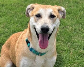 river -  Labrador Retriever and Carolina Dog Dog for Adoption in Brookeville, Maryland - River | PetCurious