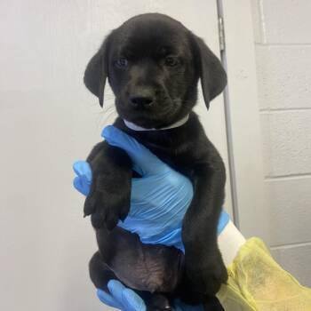 Labrador Retriever and Hound Dogs Available for Adoption in Hattiesburg, Mississippi - Hendrix | PetCurious