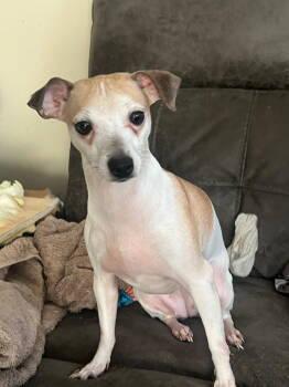 Rescue Chihuahua Dogs for Adoption in Margate, Florida - Skittles | PetCurious