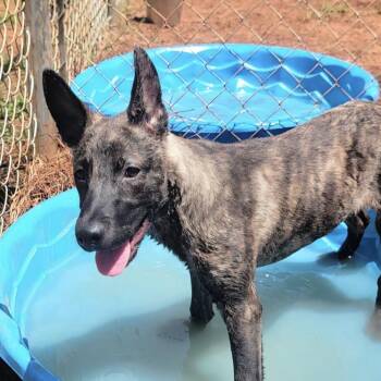 Hiccup -  Belgian Shepherd Malinois and Dutch Shepherd Dog for Adoption in Cedarburg, Wisconsin - Hiccup | PetCurious