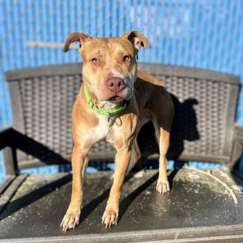 Pit Bull Terrier Dogs Available for Adoption - Janie | PetCurious