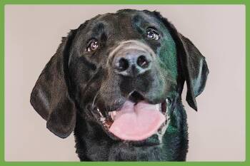 Labrador Retriever Dogs Available for Adoption in Amherst, Massachusetts - Nova | PetCurious