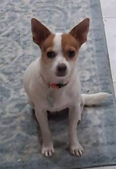 Lady Eris -  Mixed Breed Dog for Adoption in De Pere, Wisconsin - Lady Eris | PetCurious